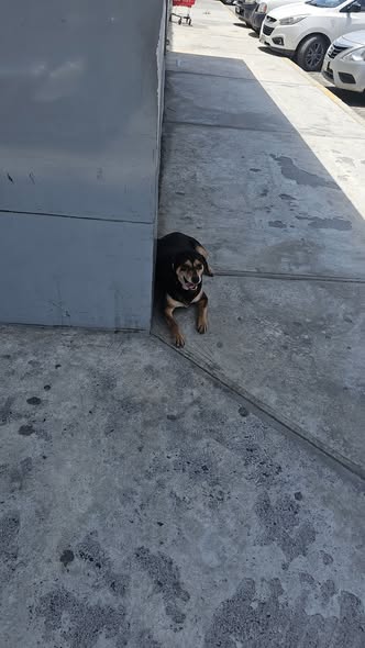 Foto del avistamiento de perro