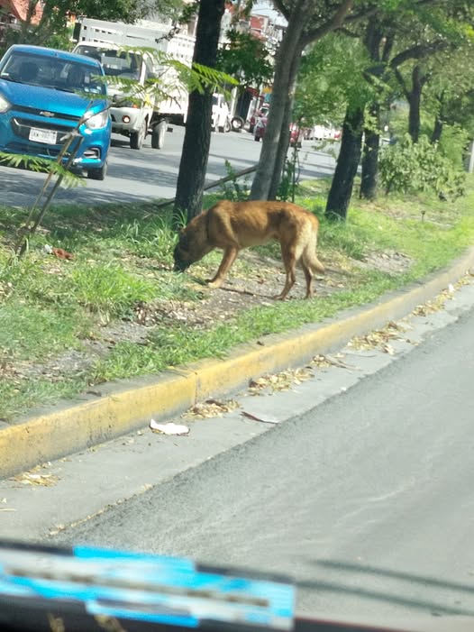 Dog sighting photo
