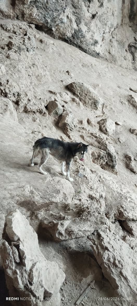 Foto del avistamiento de perro