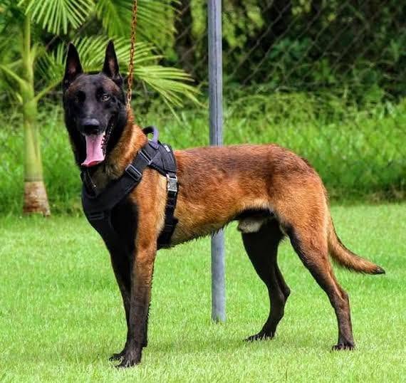 Dog sighting photo
