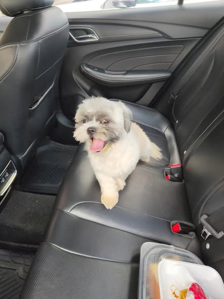 Foto del avistamiento de perro