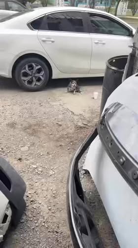 Foto del avistamiento de perro