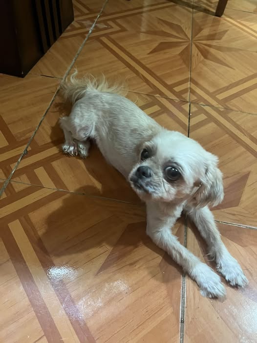Foto del avistamiento de perro
