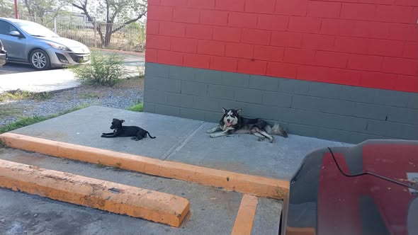 Dog sighting photo