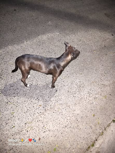 Foto del avistamiento de perro