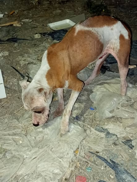 Foto del avistamiento de perro