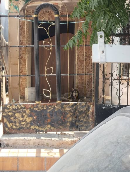 Foto del avistamiento de perro