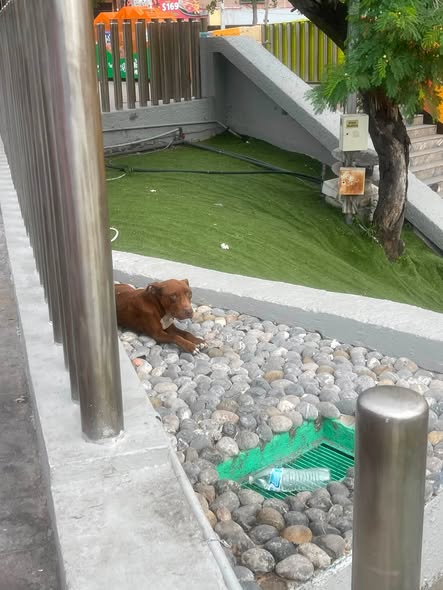 Dog sighting photo