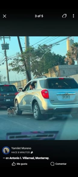 Foto del avistamiento de perro