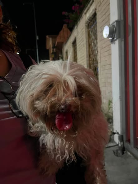 Foto del avistamiento de perro
