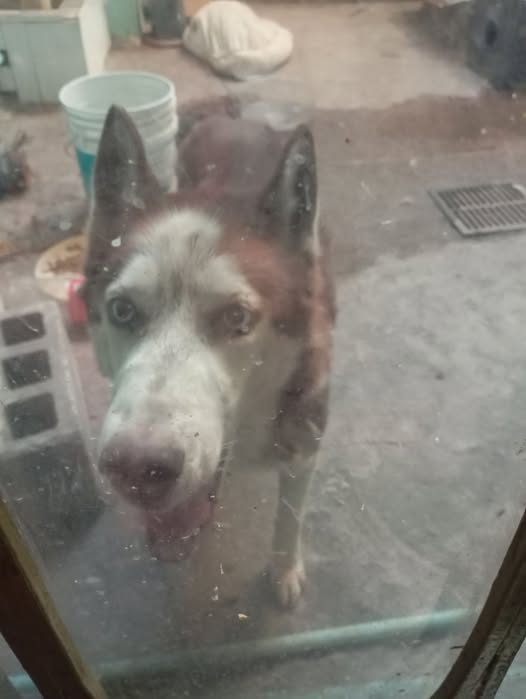 Foto del avistamiento de perro