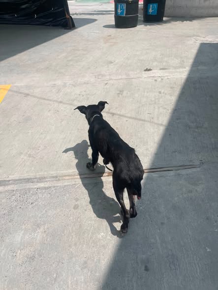 Foto del avistamiento de perro