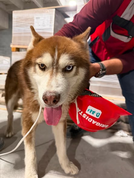 Foto del avistamiento de perro