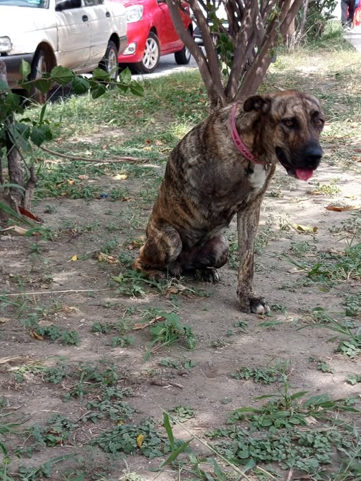 Dog sighting photo