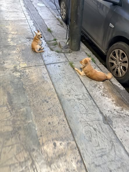 Foto del avistamiento de perro