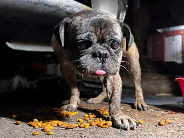Dog sighting photo