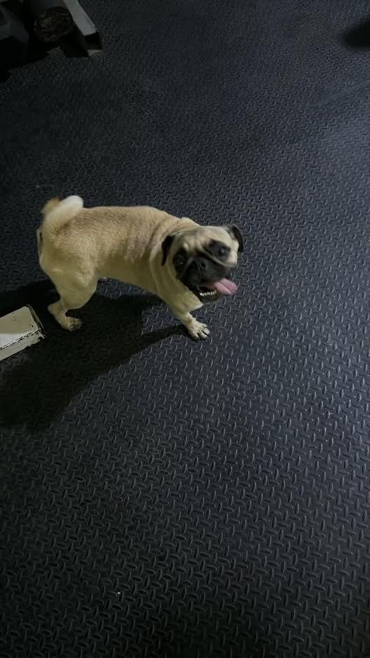 Dog sighting photo