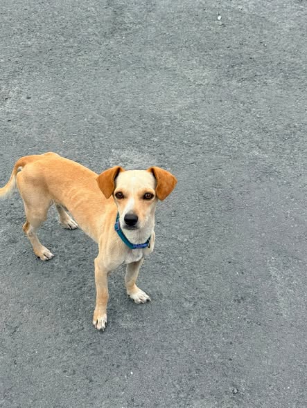 Foto del avistamiento de perro