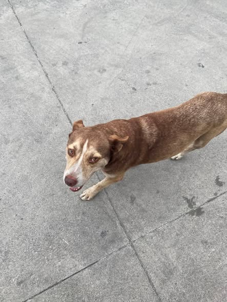 Foto del avistamiento de perro