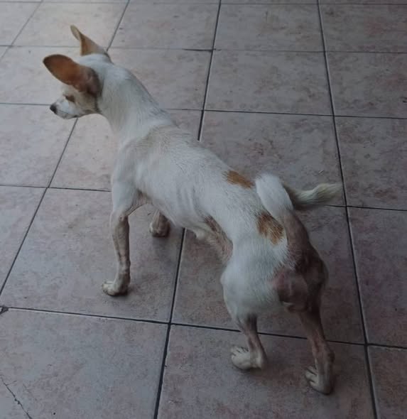 Dog sighting photo