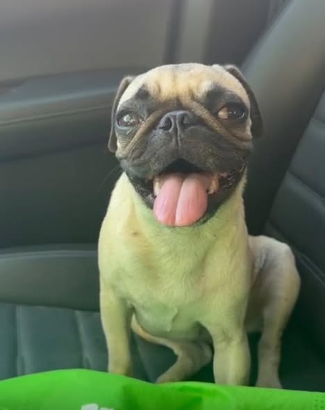 Dog sighting photo