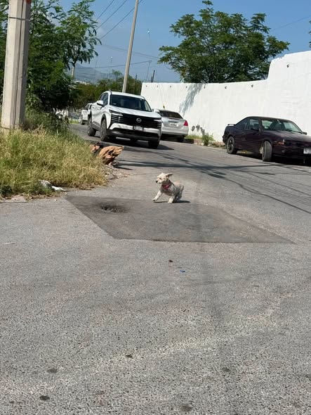 Foto del avistamiento de perro