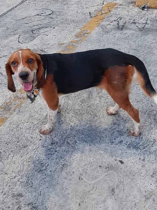 Dog sighting photo