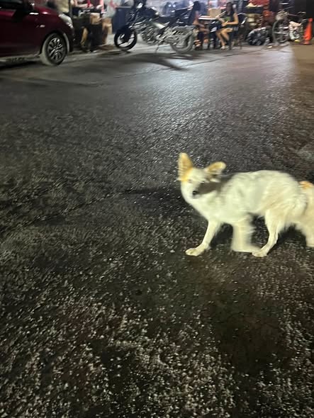 Foto del avistamiento de perro