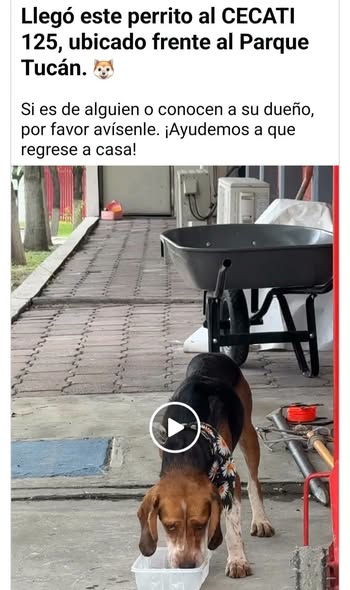 Foto del avistamiento de perro