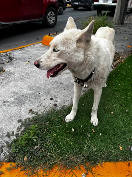 Dog sighting photo