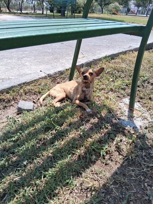 Foto del avistamiento de perro