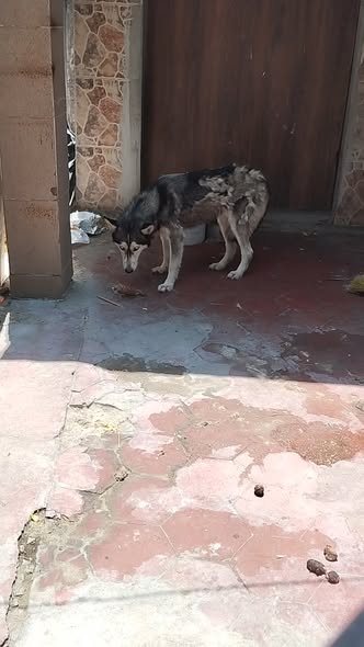 Dog sighting photo