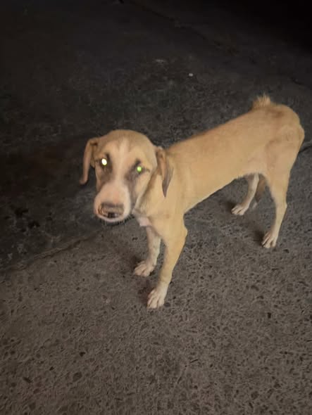 Dog sighting photo