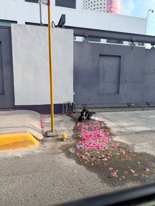 Foto del avistamiento de perro