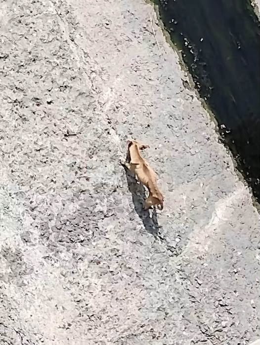 Foto del avistamiento de perro