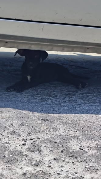 Dog sighting photo