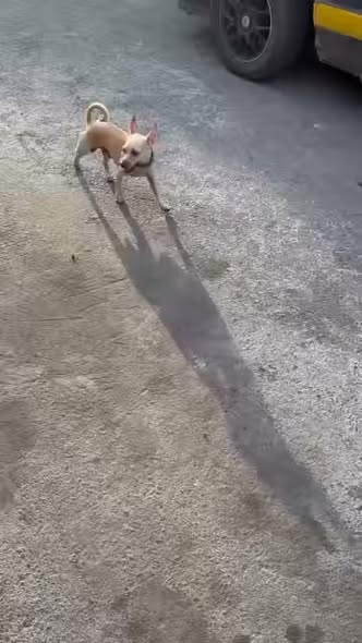 Dog sighting photo
