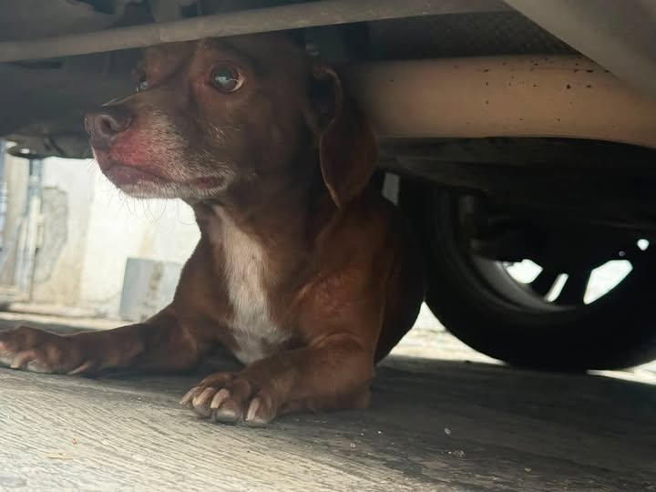 Foto del avistamiento de perro