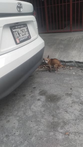 Foto del avistamiento de perro