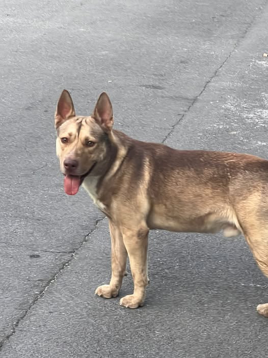 Foto del avistamiento de perro