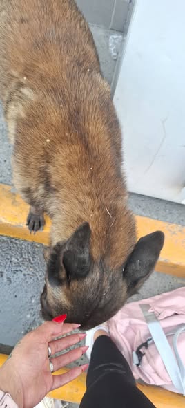 Foto del avistamiento de perro