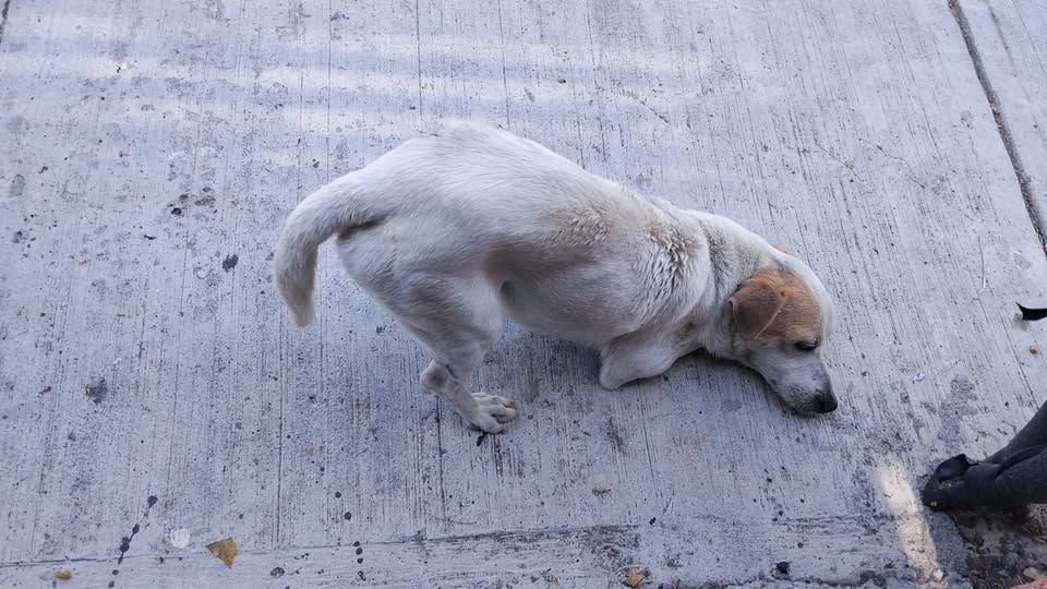 Foto del avistamiento de perro