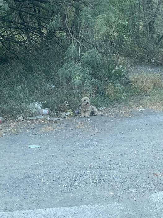 Dog sighting photo