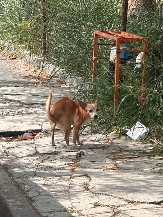 Dog sighting photo