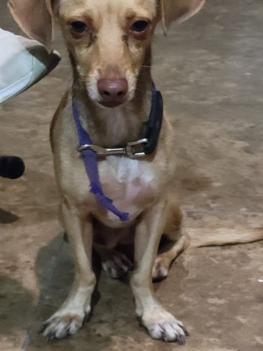 Foto del avistamiento de perro