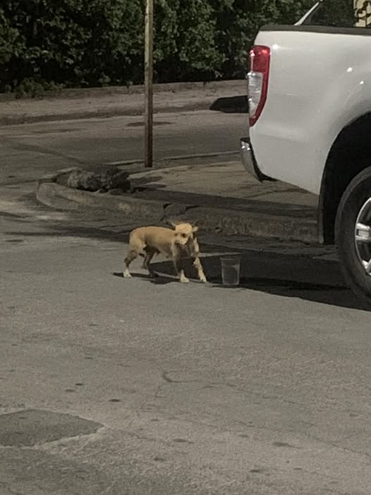 Dog sighting photo