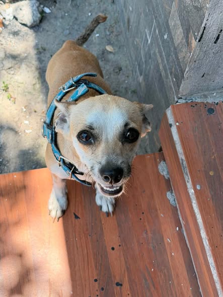 Dog sighting photo