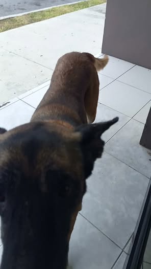 Foto del avistamiento de perro