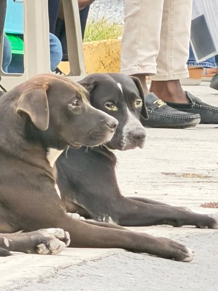 Foto del avistamiento de perro
