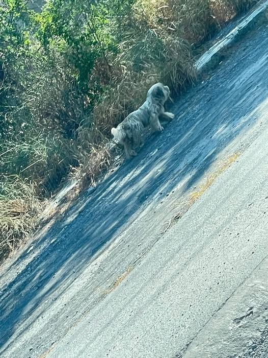 Foto del avistamiento de perro